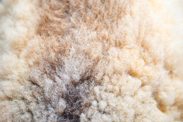Fleece texture background.