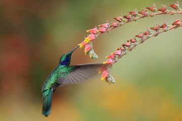 Green violetear, Colibri thalassinus, hovering next to red flower in garden, bird from mountain...