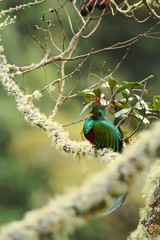 Resplendent Quetzal, Pharomachrus mocinno, Mexico, sitting on branch wwith moss, green forest in background. Magnificent sacred green and red bird. Beautiful and magnificent bird in natural enviroment