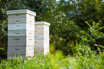 Honey Bee Boxes - Horizontal Background