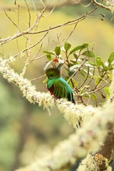 Resplendent Quetzal, Pharomachrus mocinno, Mexico, sitting on branch wwith moss, green forest in background. Magnificent sacred green and red bird. Beautiful and magnificent bird in natural enviroment