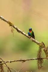 Fiery-throated Hummingbird - Panterpe insignis sitting on branch, bird from mountain tropical forest, Costa Rica, bird perching on branch, tiny beautiful hummingbird in natural environment 