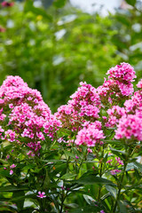 Pink Country Flower Background - Vertical