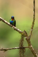 Fiery-throated Hummingbird - Panterpe insignis sitting on branch, bird from mountain tropical forest, Costa Rica, bird perching on branch, tiny beautiful hummingbird in natural environment 