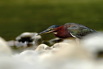 Green-backed Heron - Butorides virescens, in the nature coast habitat in the morning sunrise, Dominical, Costa Rica. dark green background, elegant bird hunting