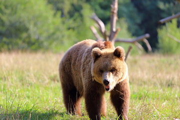 Fototapeta premium Dans la peau de l'Ours!