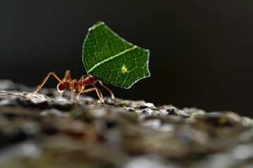 Leaf-cutter Ants - Atta cephalotes carrying green leaves in tropical rain forest, Costa Rica, black...