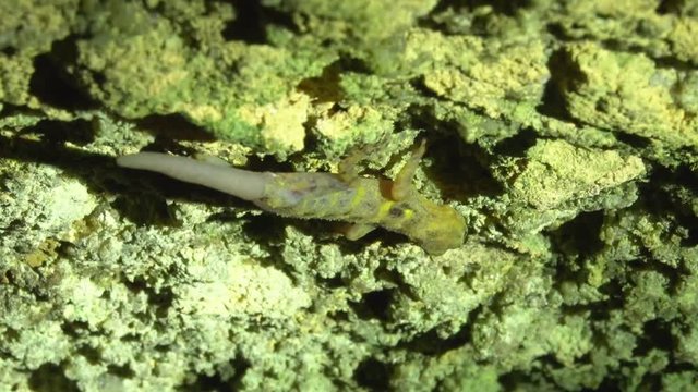 Spotted Malayan Banded Gecko (Cyrtodactylus pulchellus)Hiding under Rock. Jungle Safari in Rainforest of Malaysia. Nocturnal Wild Animals