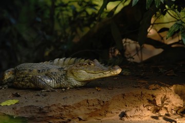 Spectacled Caiman - Caiman crocodilus lying on river bank in Cano Negro, Costa Rica, big reptile in awamp, close-up crocodille portrait, dangerous hunter resting on shore