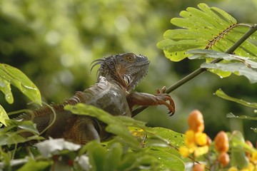 Green Iguana sitting on a branch in the rainforest, Costa Rica,  Lizard's head close-up view. Small wild animal looks like a dragon, orange reptile