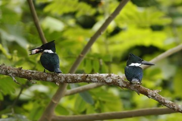 Amazon Kingfisher - Chloroceryle amazona, male and female, sitting on branch in its natural enviroment next to river, green leaves in background, bird after hunt in Costa Rica, bird with fish in beak