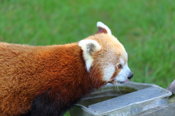 Obraz premium Boisson pour Panda