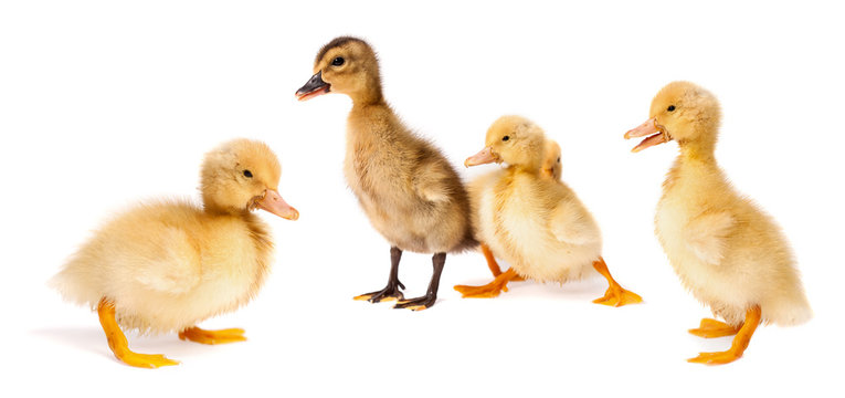 Ducklings standing on white surface