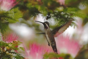 Long-billed Starthroat, hovering in the air, garden, mountain tropical forest, Colombia, bird on green clear background, beautiful hummingbird, green bird with orange, nature scene 