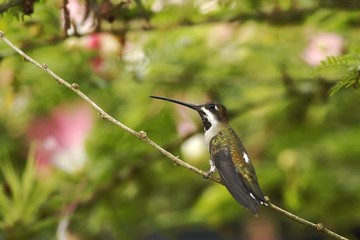 Long-billed starthroat sitting on branch, bird from lowland forest,  Costa Rica, bird perching on branch, space in background,tiny beautiful hummingbird