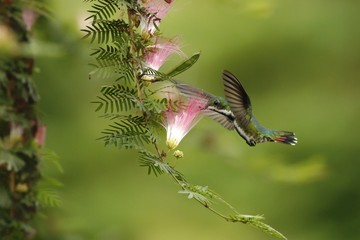 Naklejka premium Black-breasted mango, hoveringnext to pink and white mimosa flower, mountain tropical forest, Costa Rica, bird on green clear background, beautiful hummingbird, green bird with orange,nature scene 