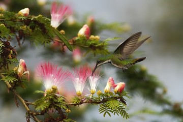 Black-breasted mango, hoveringnext to pink and white mimosa flower, mountain tropical forest, Costa Rica, bird on green clear background, beautiful hummingbird, green bird with orange,nature scene 