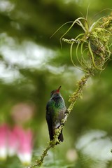 Rufous-tailed hummingbird Amazilia tzacatl sitting on branch, bird from mountain tropical forest, Waterfalls garden, Costa Rica, bird perching on branch, space in background,tiny beautiful hummingbird