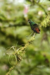 Rufous-tailed hummingbird Amazilia tzacatl sitting on branch, bird from mountain tropical forest, Waterfalls garden, Costa Rica, bird perching on branch, space in background,tiny beautiful hummingbird
