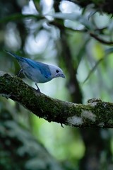 Blue tanager sitting on tree in tropical mountain rain forest in Costa Rica, clear and green background, small songbird in its natural environment in trees