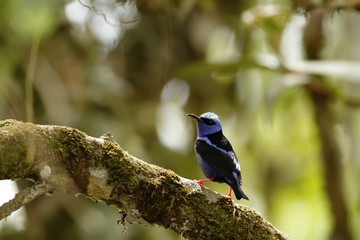 Red-legged Honeycreeper - Cyanerpes cyaneus sitting on tree in tropical mountain rain forest in Costa Rica, clear and green background, small songbird in its natural environment in trees