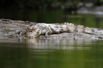 Spectacled Caiman - Caiman crocodilus lying on river bank in Cano Negro, Costa Rica, big reptile in awamp, close-up crocodille portrait, dangerous hunter resting on shore