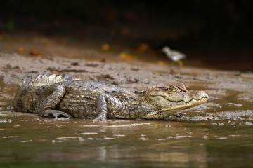 Spectacled Caiman - Caiman crocodilus lying on river bank in Cano Negro, Costa Rica, big reptile in awamp, close-up crocodille portrait, dangerous hunter resting on shore
