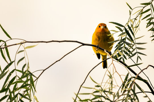 Canarinho bird Brasil