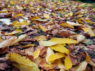 Beautiful autumn landscape. Colorful foliage in the park. Falling leaves natural autumn background