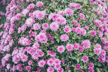 Beautiful Pink or Purple chrysanthemum flower blooming in garden. 