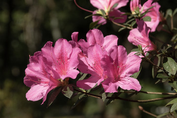 Azaleia rosa