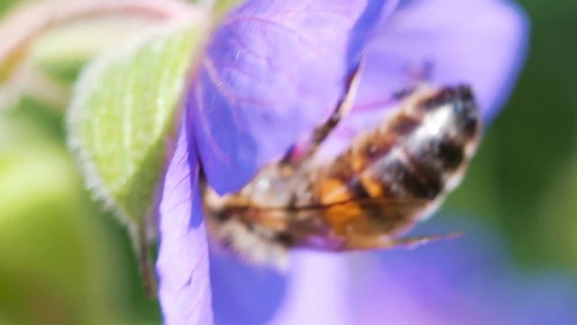 Bee pollinates a violet flower, close-up macro. Slow motion