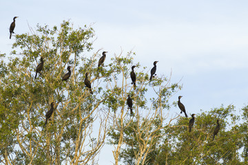 Cormorants in tree