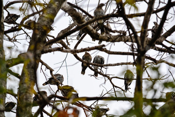 a tree full of birds