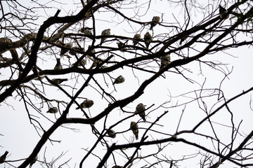 a tree full of birds