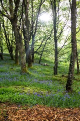 Märchenwald am Loch Lomond