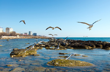 Seagulls on the shore of the Caspian Sea. Embankment of Aktau. Mangistau. Kazakhstan