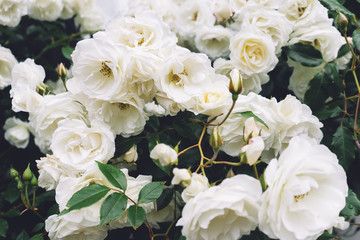 white bushy braided roses in garden on background of stone old house closeup on a sunny summer day, buds of delicate flowers for postcards, color bloom in garden, beautiful blossom in outdoor street