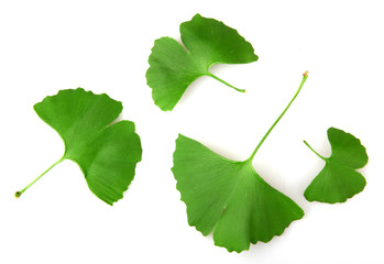Ginkgo Biloba Leaf Isolated On White Background.
