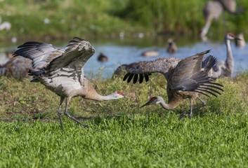 Sandhill Crane Pair Dancing Ritual