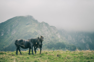 Obraz premium Poulain Mérens et sa mère