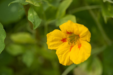Nasturtium