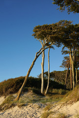 Windfll&uuml;chter Ostseestrand