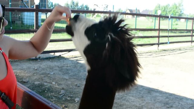 Girl gives alpaca grass to eat