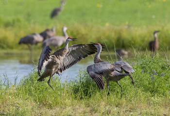 Sandhill Crane Pair Dancing Ritual