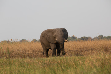 elephant in africa in a group