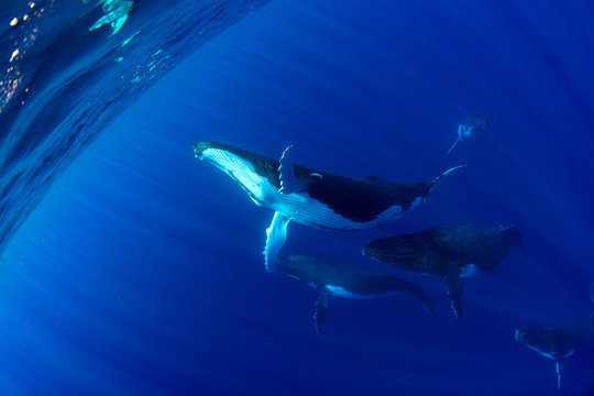 Humpback Whale Underwater In Moorea French Polynesia