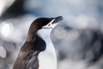 penguin in the arctic