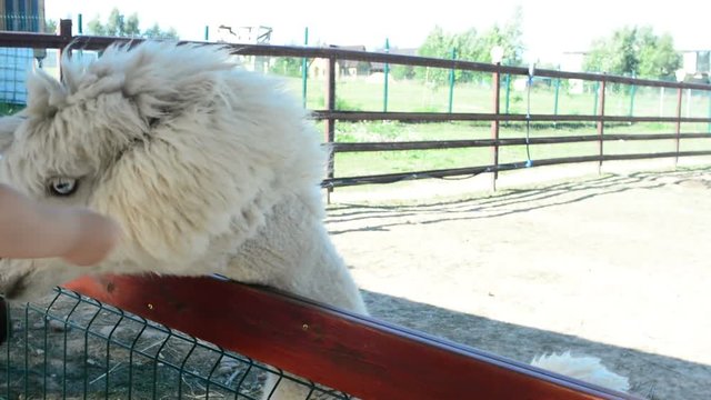 Girl gives alpaca grass to eat