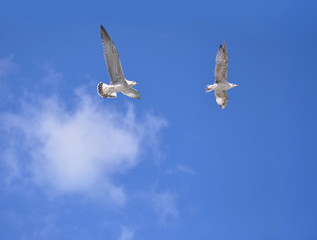 Two seagulls fly against the blue sky